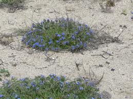  orchanet، Spanish bugloss، Languedoc bugloss